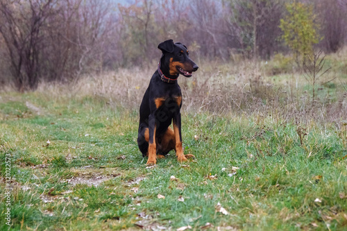 A young dog, a black Doberman puppy sits in a Park on green grass with a forest in the background