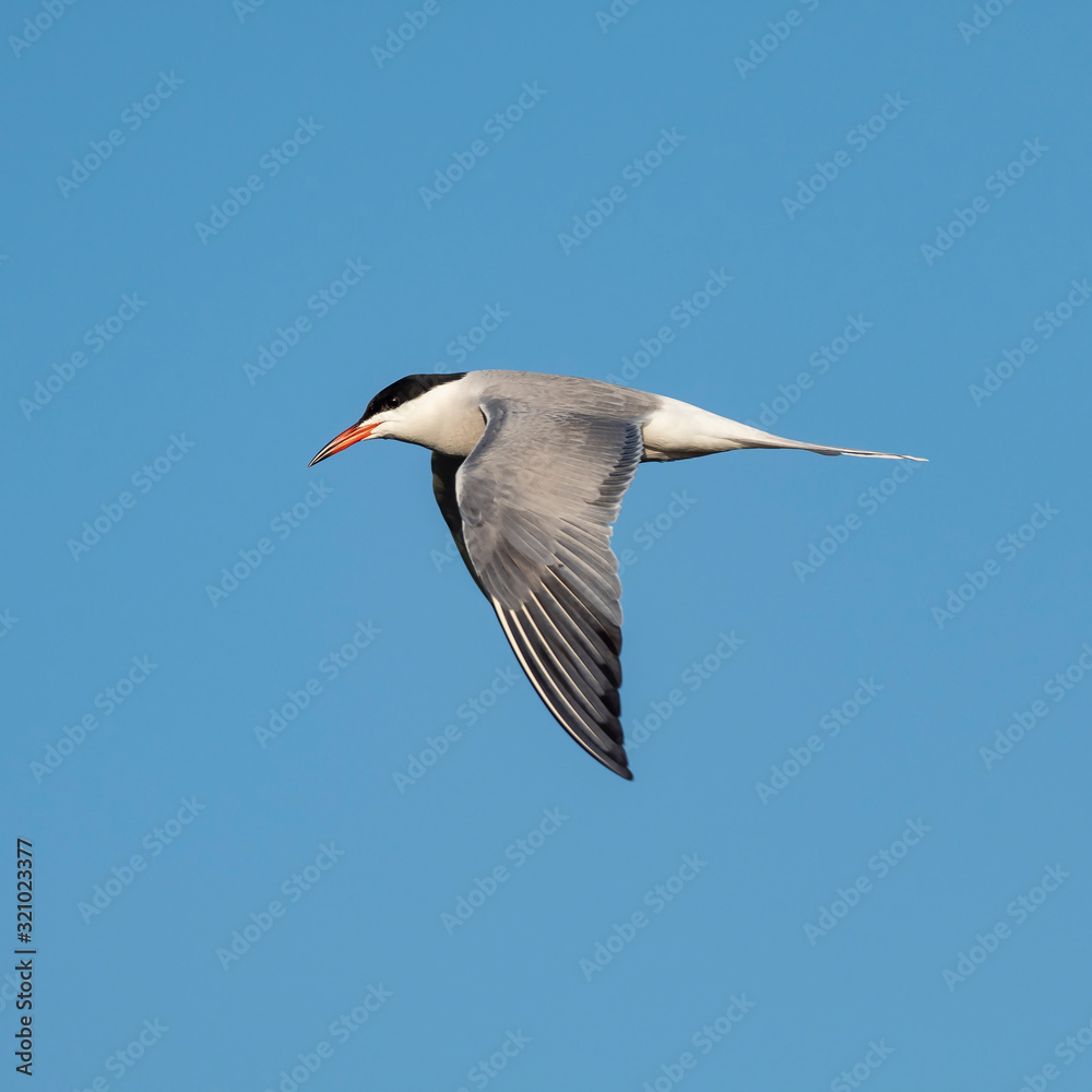 Сommon tern (Sterna hirundo) in flight. The common tern (Sterna hirundo) is a seabird in the family Laridae.