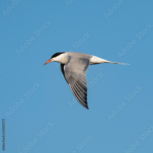 Сommon tern (Sterna hirundo) in flight. The common tern (Sterna hirundo) is a seabird in the family Laridae.