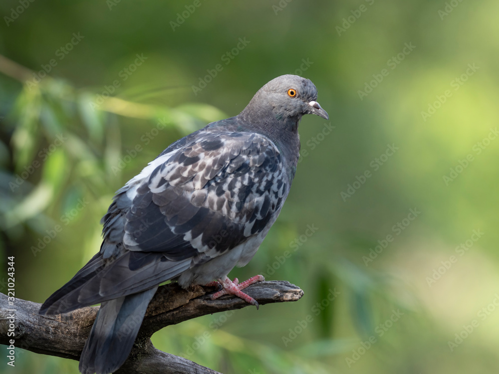 Obraz premium Rock dove or common pigeon (Columba livia) is a widely distributed bird of the Columbidae family. 