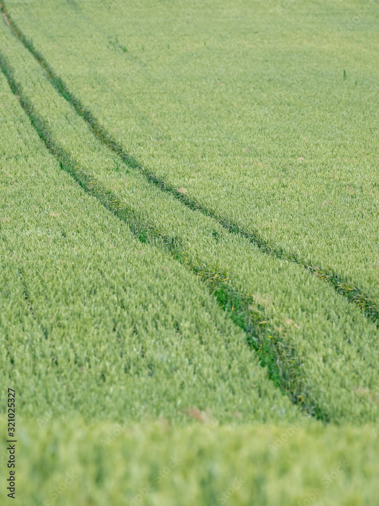 green wheat field and sunny day. Green wheat field green wheat field and sunny day. Green wheat field