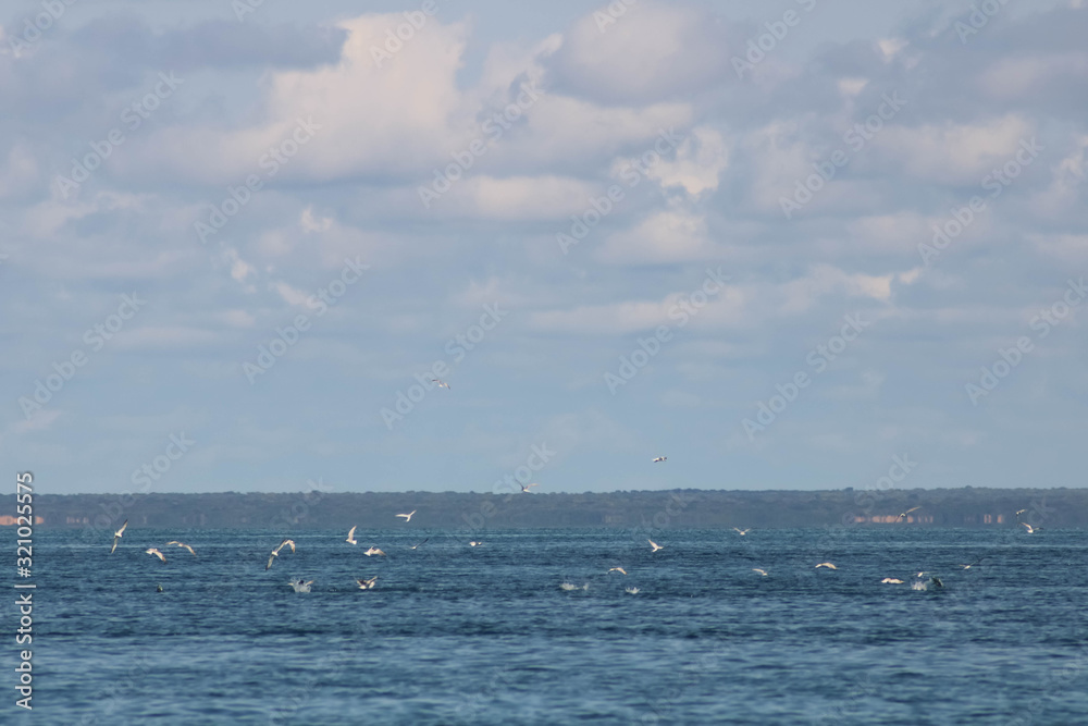 sea guls catching fish in open water