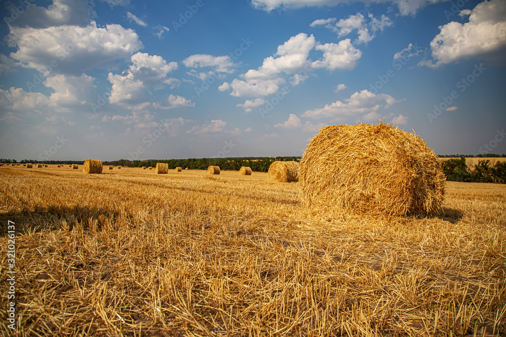 Fototapeta premium Haystacks harvested on a field in late summer