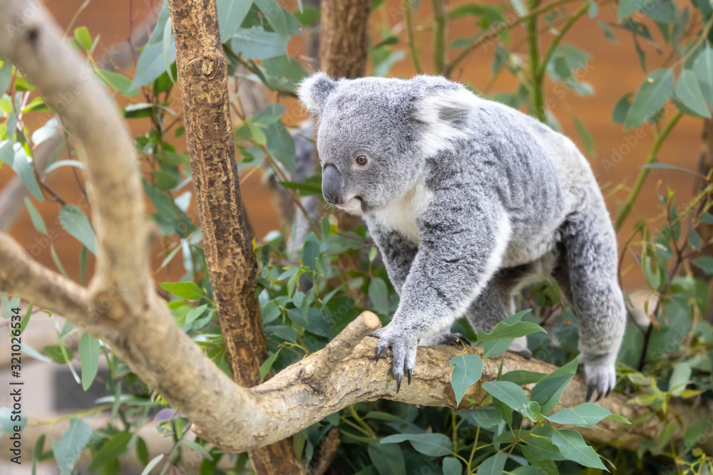 Fototapeta premium コアラ