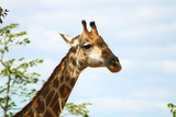 Medium headshot of a wild giraffe eating from a tree