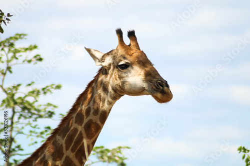 Medium headshot of a wild giraffe eating from a tree © Nektarstock