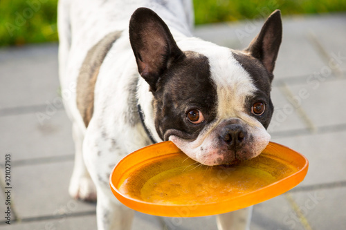 French bulldog playing with flying disc in sunny garden © Patryk Kosmider