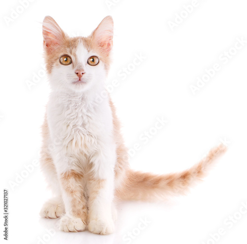 Portrait of domestic red kitten. Cute young cat sitting.