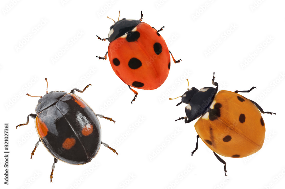 Fototapeta premium three small ladybugs on white