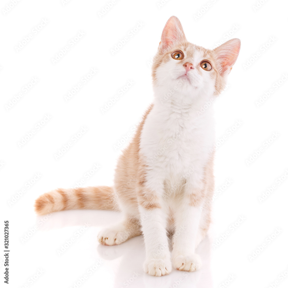 Cute red and white young cat isolated