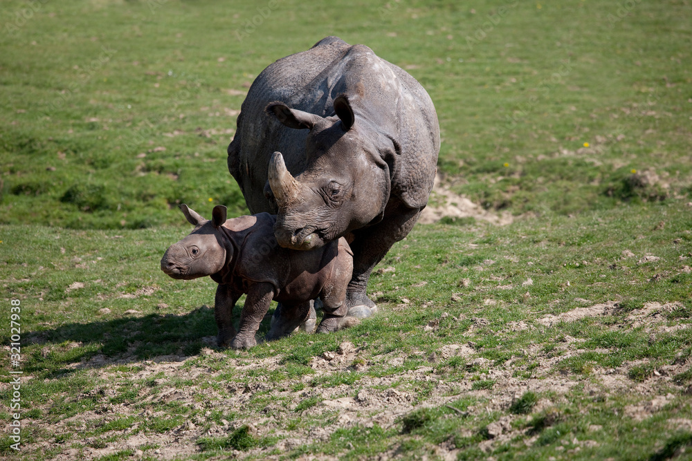 Obraz premium RHINOCEROS INDIEN rhinoceros unicornis