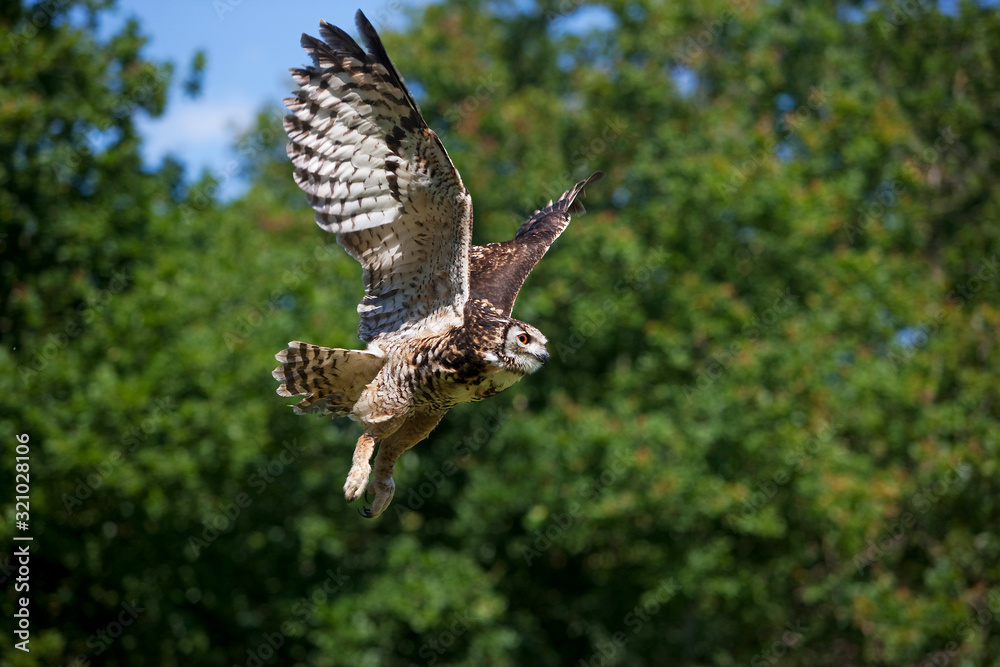 Fototapeta premium HIBOU GRAND DUC DU CAP bubo capensis