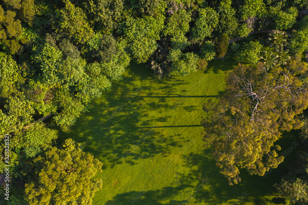 green nature high angle view