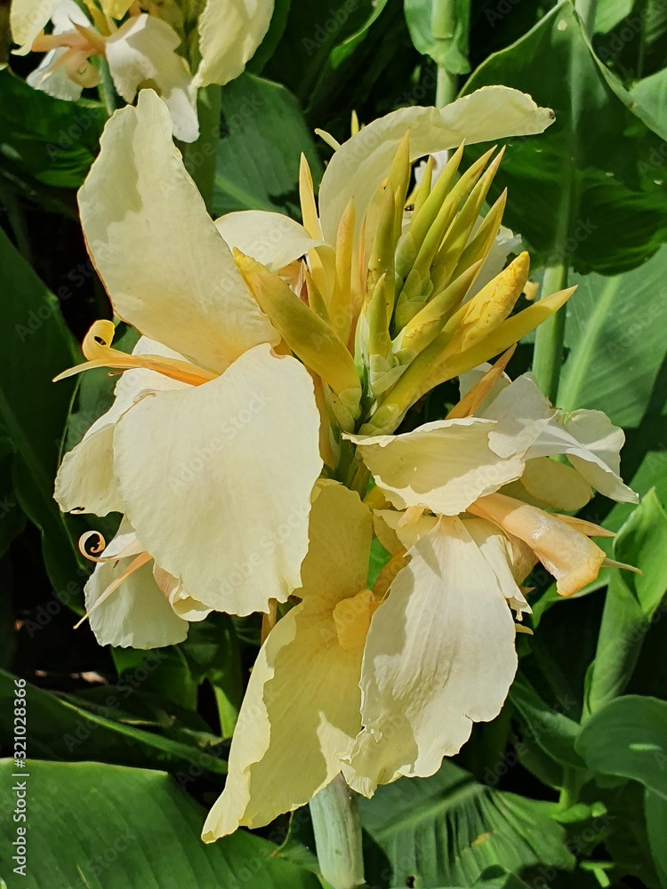 Obraz premium yellow flower