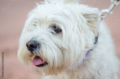 Portrait of a white small dog with tongue out