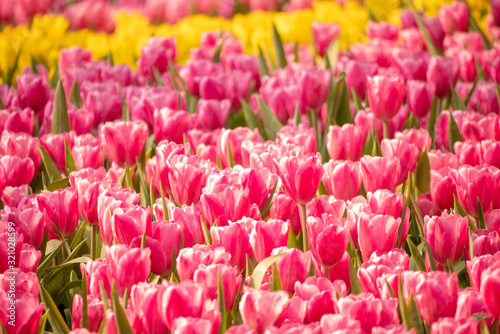 Fresh tulips and green leaves in the garden