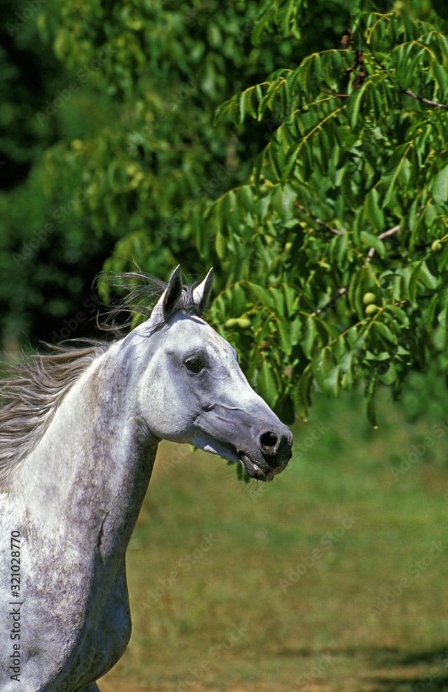 Obraz premium PUR SANG ARABE