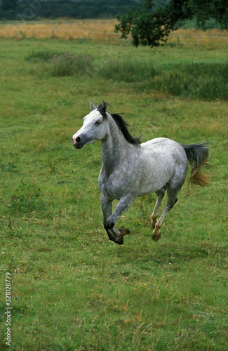 SHAGYA