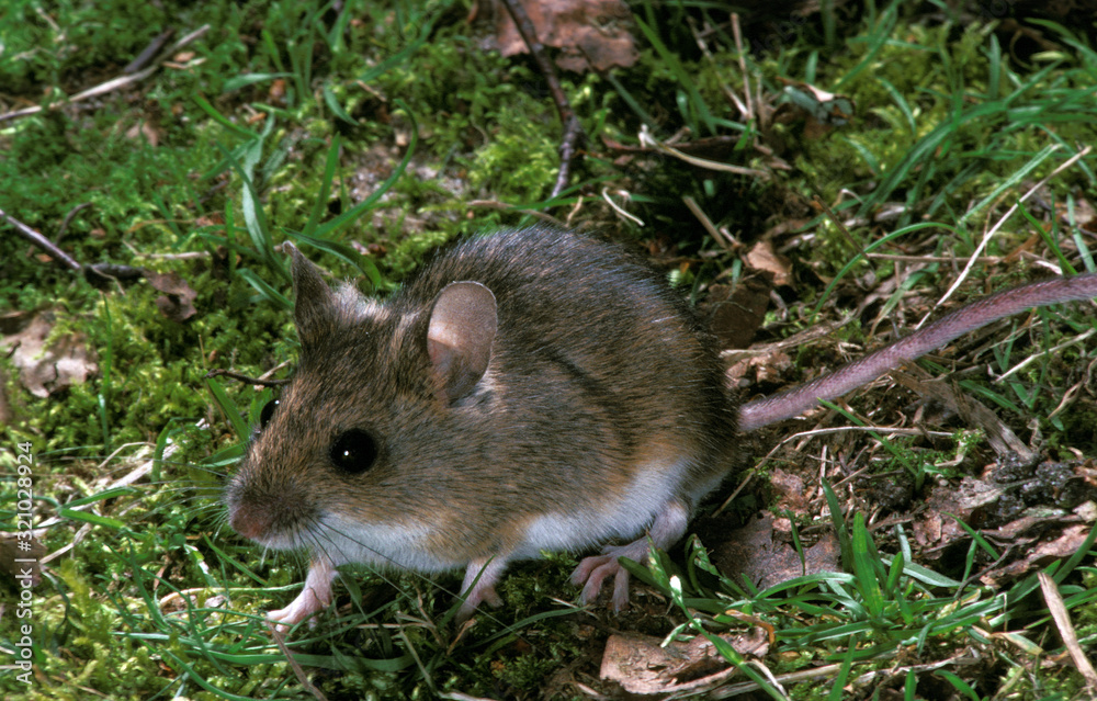 MULOT SYLVESTRE apodemus sylvaticus MULOT SYLVESTRE apodemus sylvaticus