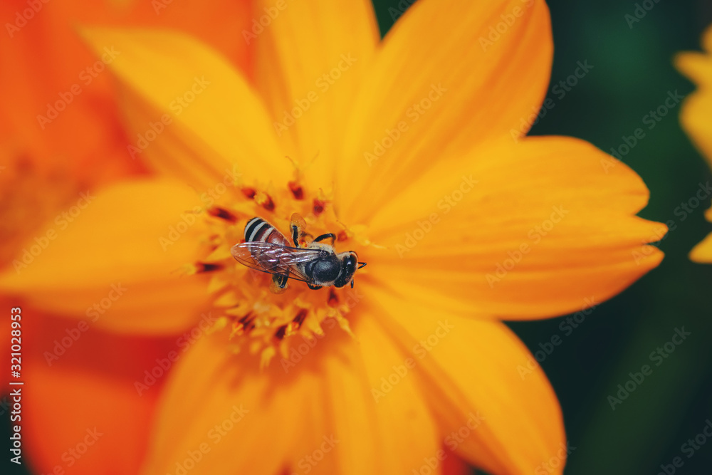 The insects are flying to the pollen naturally for living. The insects are flying to the pollen naturally for living.