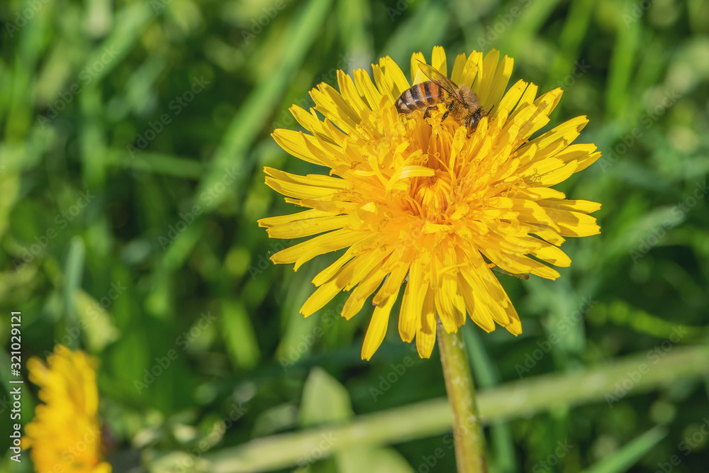 Bee on the dandelion flower at sunny day. Bee on the dandelion flower at sunny day.