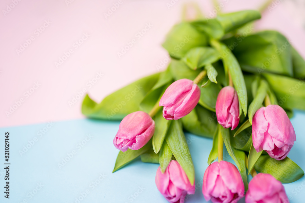 Spring flower pink tulips Spring flower pink tulips