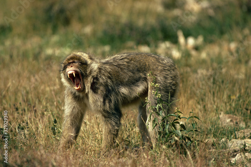 MAGOT macaca sylvana