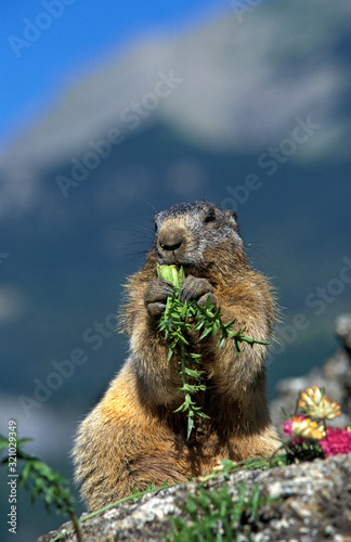 MARMOTTE DES ALPES marmota marmota