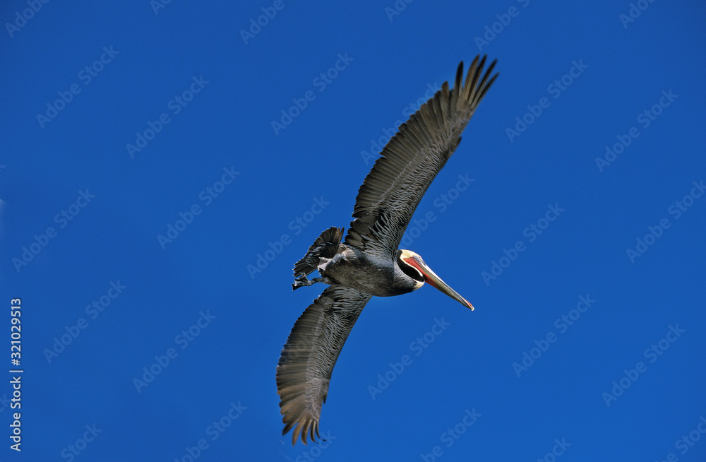 Fototapeta premium PELICAN BRUN pelecanus occidentalis
