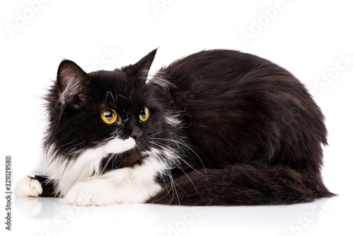 Black and white cat sits sideways. Cat on a white background