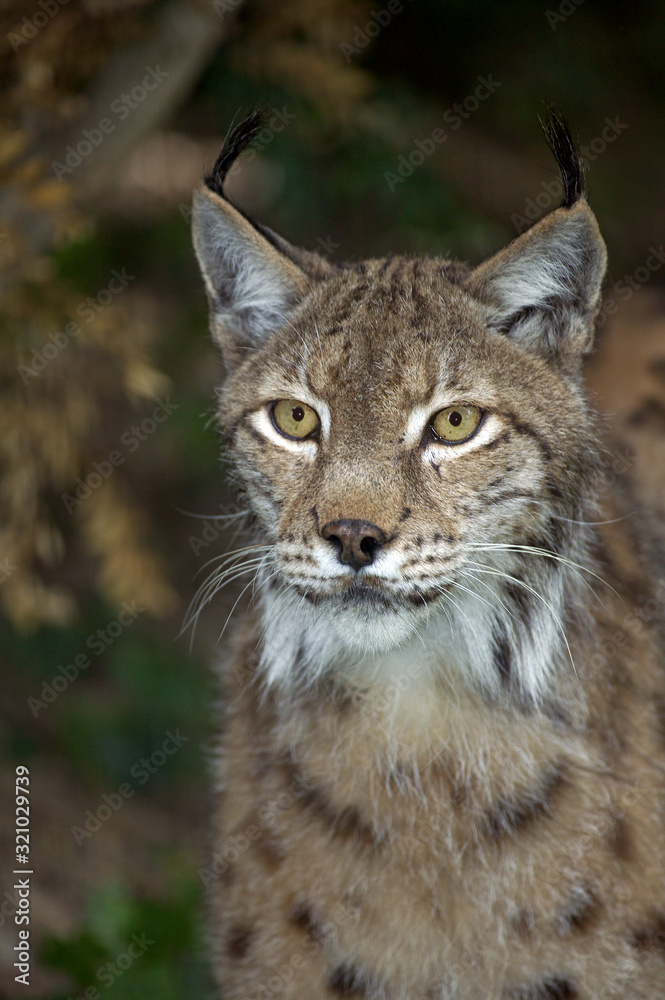 Fototapeta premium LYNX BOREAL felis lynx