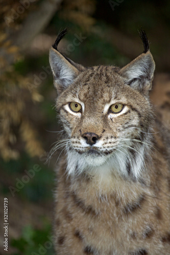 LYNX BOREAL felis lynx