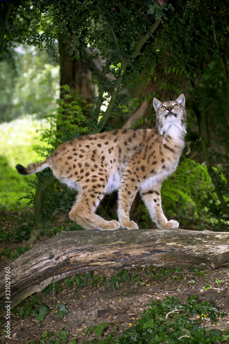 LYNX BOREAL felis lynx