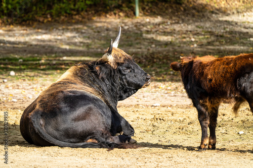 Fotótapéta Heck cattle, Bos primigenius taurus or aurochs in the zoo