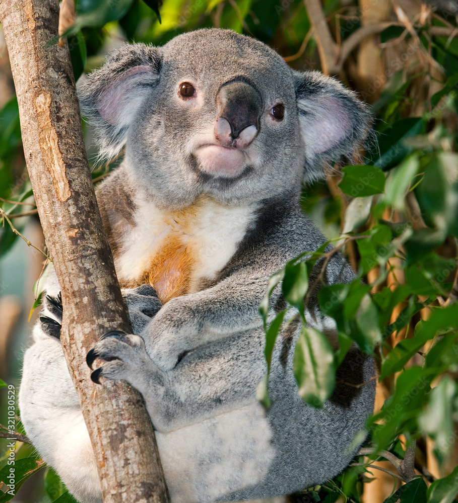 Obraz premium KOALA phascolarctos cinereus