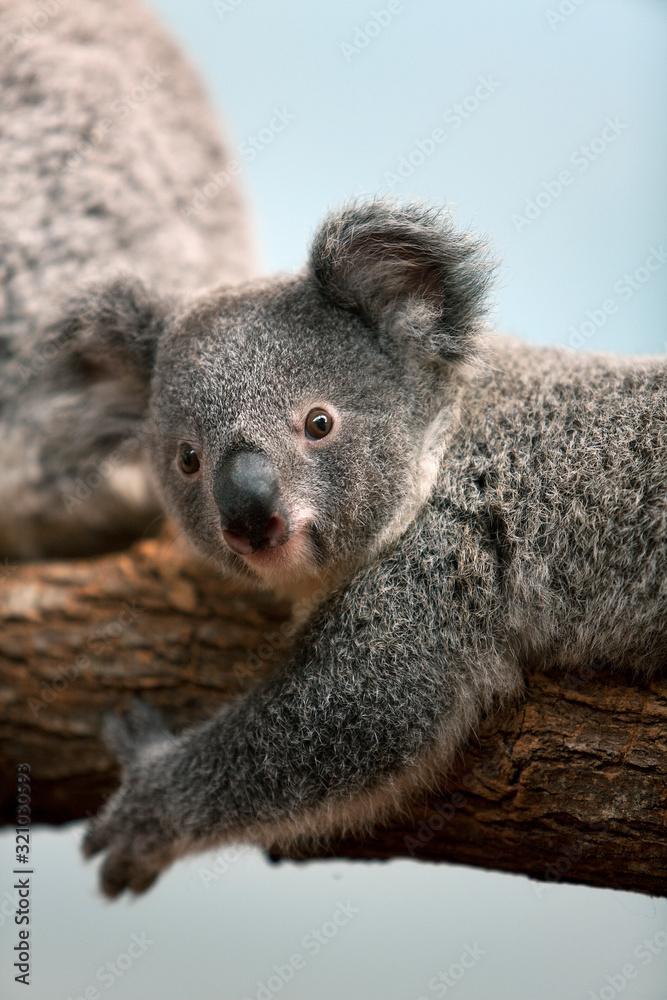 Fototapeta premium KOALA phascolarctos cinereus