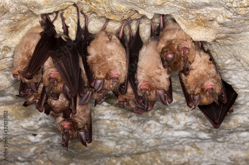 Obraz na plátne GRAND RHINOLOPHE rhinolophus ferrumequinum