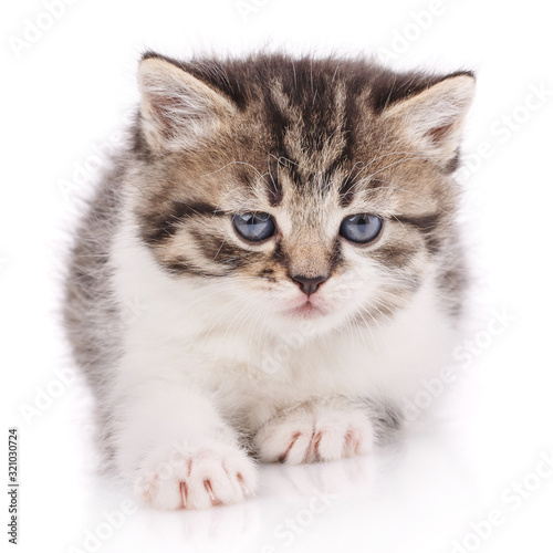 Cat, pet, and cute concept - kitten on a white background. © serkucher