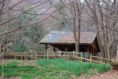 初春 スイセン 山の休憩所 杤木