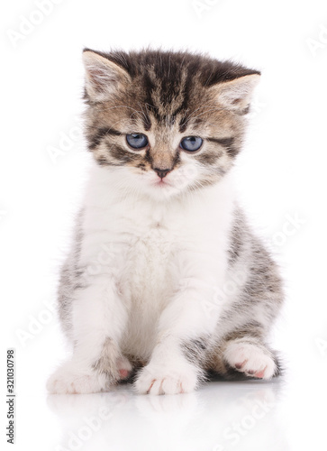 Cat, pet, and cute concept - kitten on a white background. © serkucher