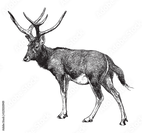 Père David's deer (Elaphurus davidianus) / vintage illustration from Brockhaus Konversations-Lexikon 1908 photo