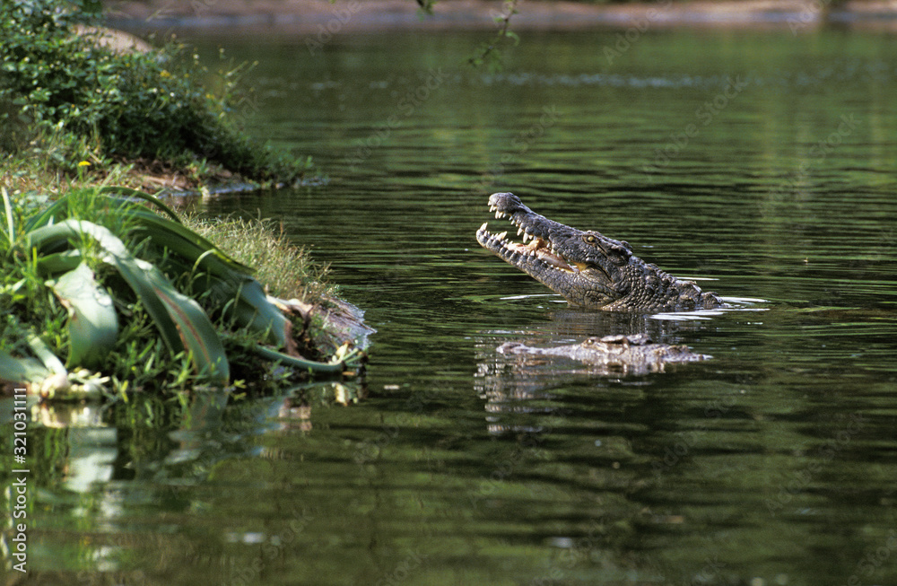 CROCODILE DU NIL crocodylus niloticus CROCODILE DU NIL crocodylus niloticus