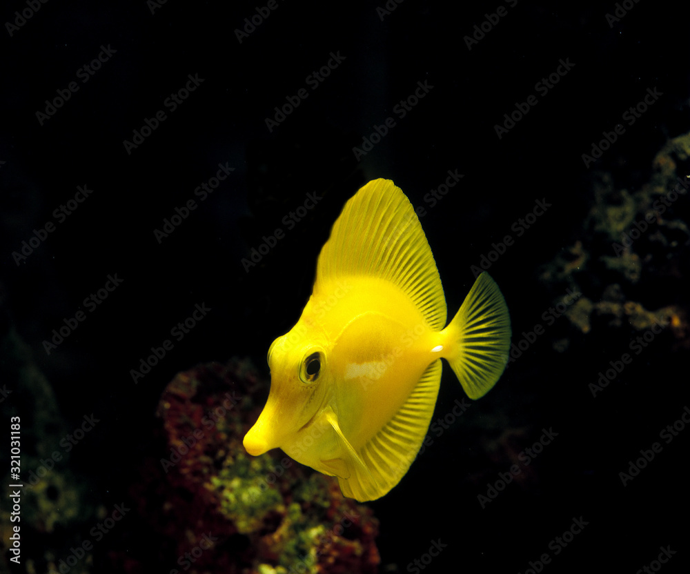 CHIRURGIEN JAUNE zebrasoma flavescens CHIRURGIEN JAUNE zebrasoma flavescens