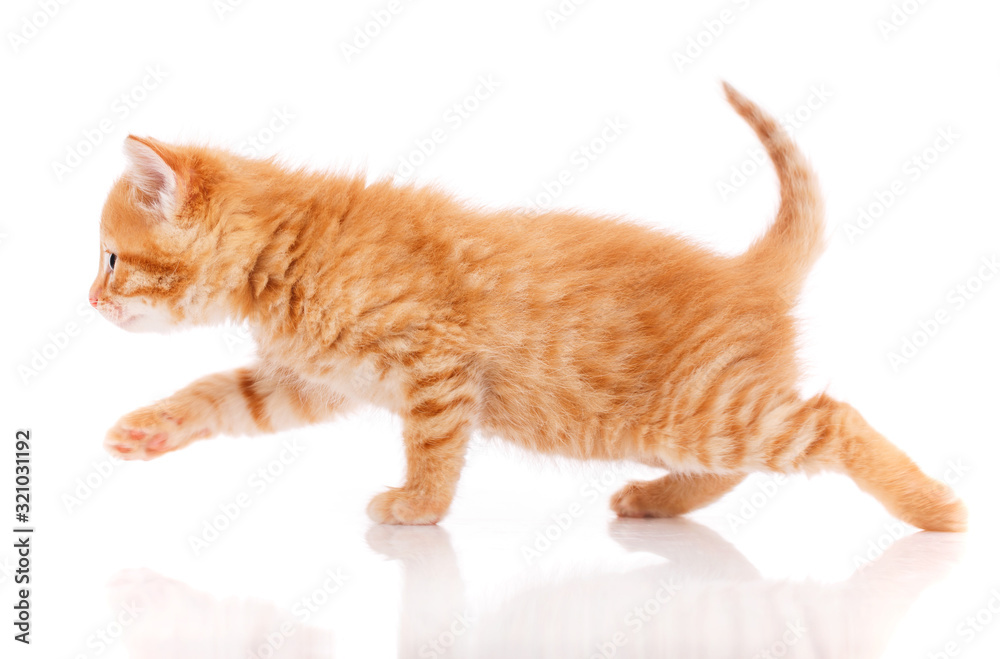 Cute red kitten isolated on white background.