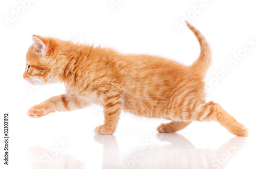 Cute red kitten isolated on white background.