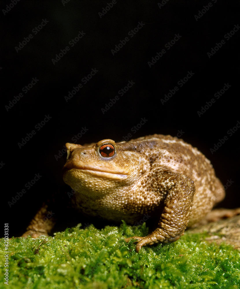 Fototapeta premium CRAPAUD COMMUN bufo bufo