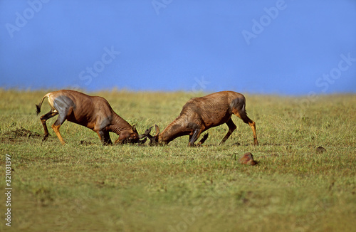 DAMALISQUE TOPI damaliscus korrigum