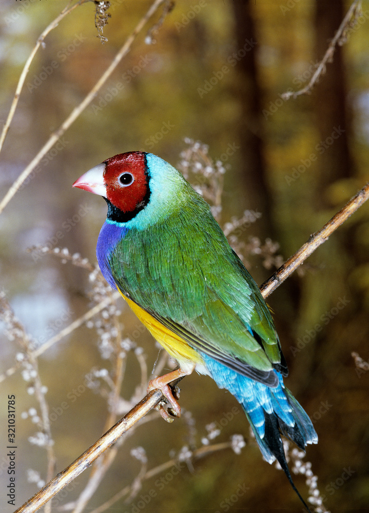 DIAMANT DE GOULD chloebia gouldiae