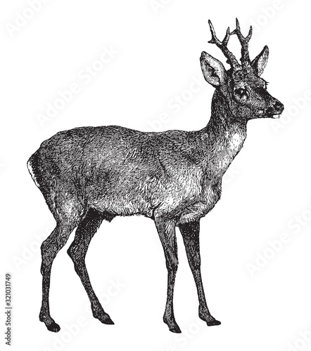 Foto European roe deer (Capreolus capreolus) / vintage illustration from Brockhaus Ko