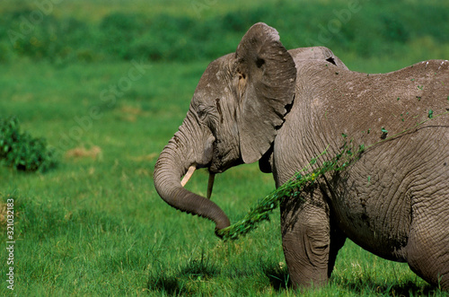 ELEPHANT D'AFRIQUE loxodonta africana